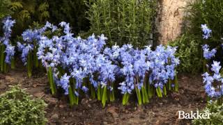 Timelapse  Siberian Squill [upl. by Anilram]