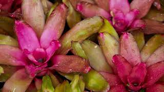 How to Grow Neoregelia [upl. by Isolt]