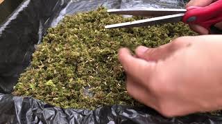 Preparing Peat moss for potting mix [upl. by Anoi]