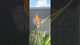 Flowers Bird of paradise wellingtoninternational aviation travel [upl. by Waldos]