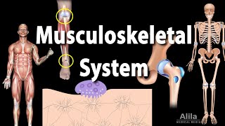 Overview of the Musculoskeletal System Animation [upl. by Elbag]