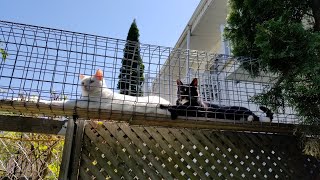 Catio tour and suggestions [upl. by Accever725]