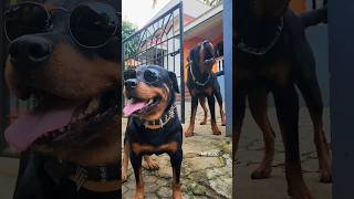 Alpha Rottweiler  barking sound angrypuppy dog viral rottweiler cutepet angry cutepuppy [upl. by Audrey963]