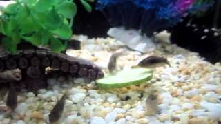 Bronze Corydoras Catfish Eating Cucumber [upl. by Korten]