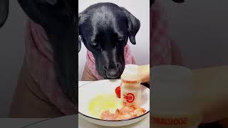 My Dog Eating Food shorts food dog viral youtubeshorts arsm [upl. by Brechtel227]