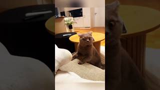 That’s hilarioushahaha… animals cute pets shortvideo shorts [upl. by Dave]