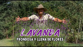 💜 LAVANDA RIEGO PODA CLIMA CUIDADO y MUCHO MÁS 😍 [upl. by Raseda]