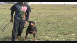 Rottweiler Training [upl. by Harilda]