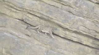 Snow Leopard falls down from cliff even the mighty can falter [upl. by Giliana]