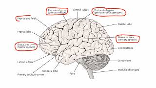 Localizing Neurologic Lesions  Localising lesions l •second video [upl. by Lavella]