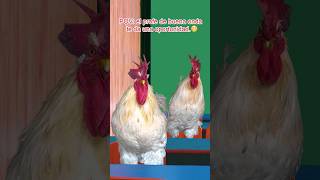 El profe de buena onda te ayuda gallos mascotas funnyshorts [upl. by Tremayne709]