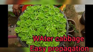 How to grow amp care Pistiawater lettucewater cabbage [upl. by Salazar730]