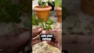 How to propagate Jade plant cuttings jadeplant tbb [upl. by Luap324]