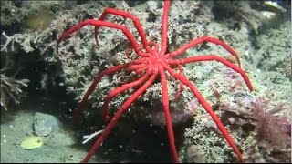 Facts The Sea Spider [upl. by Eniamraj]