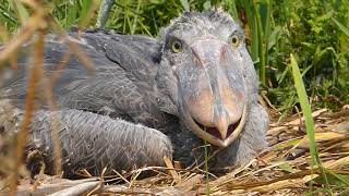 Shoebill Chick [upl. by Blair646]