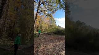 treecuttingservice foryou youtubeshorts live wood treeservice treeservicesnearme viralvideo [upl. by Mellman]