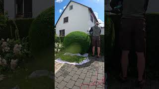 Perfectly Round Trimming Of A Conifer Bush satisfying [upl. by Chee407]