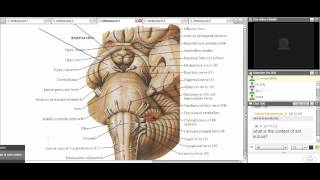 Revision of Neuroanatomy DR Fiky [upl. by Naziaf]