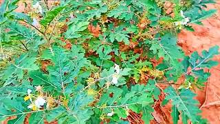 Exploring Solanum sisymbrifolium A Comprehensive Guide to the Sticky Nightshade [upl. by Adamec]