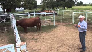 Using Natural Cattle Behavior to Move Cattle [upl. by Euqinna959]