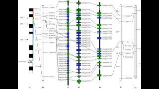 Linkage mapping by recombination in humans II Genetics II GCUF [upl. by Brewster]