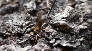 Ichneumon Wasp Laying Egg in Cherry Tree オナガヒメバチの一種♀が桜の幹に産卵 [upl. by Kotz]