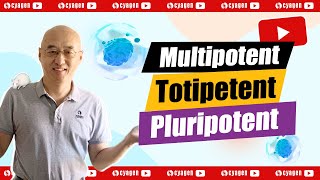 What are the differences between multipotent totipotent and pluripotent cells [upl. by Elyrpa]