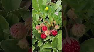 🍓Wild Strawberry A Scrumptious Wild Edible You Can Find In Your Yard [upl. by Riker]