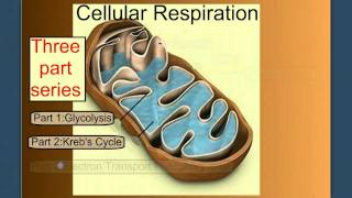 Cellular Respiration Part 1 Introduction amp Glycolysis [upl. by Lorola]