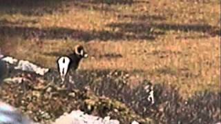 Sheep Hunt 2008mp4 [upl. by Ewall]