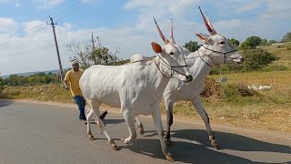 Fabulous hallikar bullocks of Ramesh [upl. by Hsilgne]