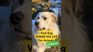 VIRAL DOG RISKED LIFE FOR ANIMALS  UPDATE shorts lgd pyrenees anatolian workingdog farming [upl. by Marv]