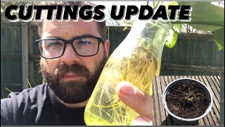 CLEMATIS CUTTINGS UPDATE 🌱🌱 Progagation vlog gardening garden flowers howtogardening [upl. by Marilla]