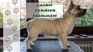 Was bedeutet quottrimmenquot  Cairn Terrier  Hundekanal [upl. by Gnim564]