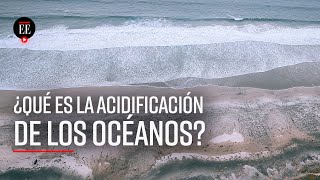 La acidificación de los océanos pone en peligro nuestra supervivencia  El Espectador [upl. by Aneerak798]