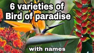 6 different types of birds of paradise plantwith name [upl. by Annhoj669]