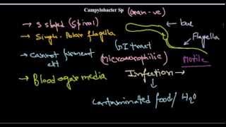 Campylobacter introduction [upl. by Oetam]