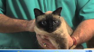 How To Apply Eye Drops or Ointment to Your Cats Eyes [upl. by Silvan]