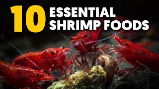 Dwarf Shrimp 🦐 These 10 Essential Shrimp Foods Keep My Shrimp Thriving [upl. by Aara]