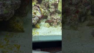 Mantis Shrimp vid for identification [upl. by Roderigo437]