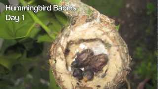 Hummingbird Babies Birth to Fledging the Nest  First Flight  Amazing [upl. by Tiraj]