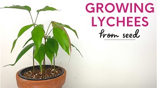 Growing Lychee Trees From FruitsSeeds [upl. by Gradeigh235]