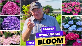 Finding Hydrangeas That Bloom Reliably  First Results From Our Remontancy Trials 😅👍👏 [upl. by Lardner]