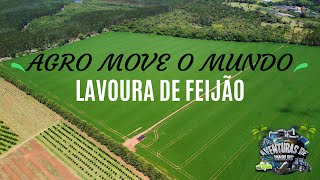 AGRO  LAVOURA FEIJÃO 🫘 feijão agro roça fazenda [upl. by Tempest]