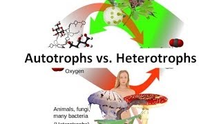 Autotrophs vs Heterotrophs [upl. by Tabb223]