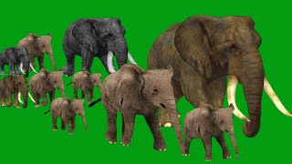 Elephants With Elephants Baby Left to Right Running Walking Green Screen Blue Screen Red Screen Blac [upl. by Ainahtan]