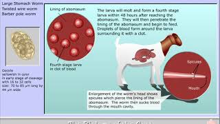 Life cycle of Haemonchus contortus  the Barber Pole worm [upl. by Harrat]