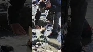 Returning a huge jumping salmon caught by fishingI ❤️ salmon fishing Vedder river Canada 🇨🇦 13 [upl. by Emelin]