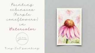 Painting echinacea purple coneflower in watercolor [upl. by Eckhardt]