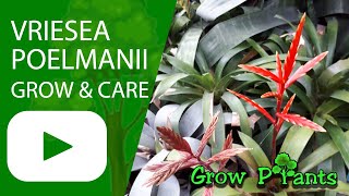 Vriesea poelmanii  grow amp care Houseplant bromeliads [upl. by Ennovart686]